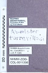 Etikett zu Abelater torrevillasi (Schimmel, 2004)